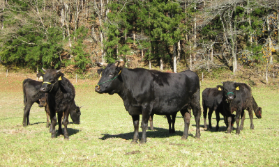 近江牛池元の厳選された近江牛